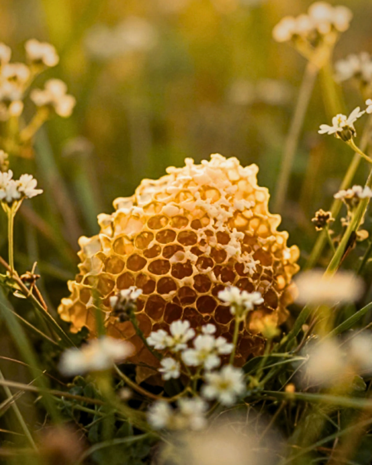 A close-up of a honeycomb cluster with golden-yellow honey in a grassy field with small white flowers. bystarshine